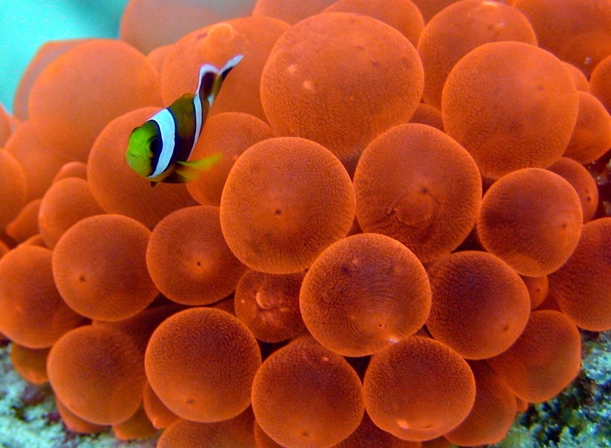 Copy of anamone-clown-fish-manta-resort