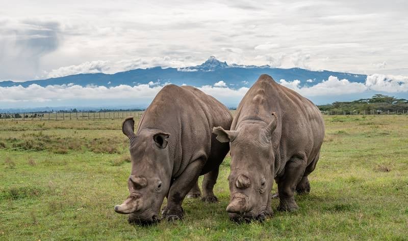 World Rhino Day 2022: 5 Interesting Rhino Facts