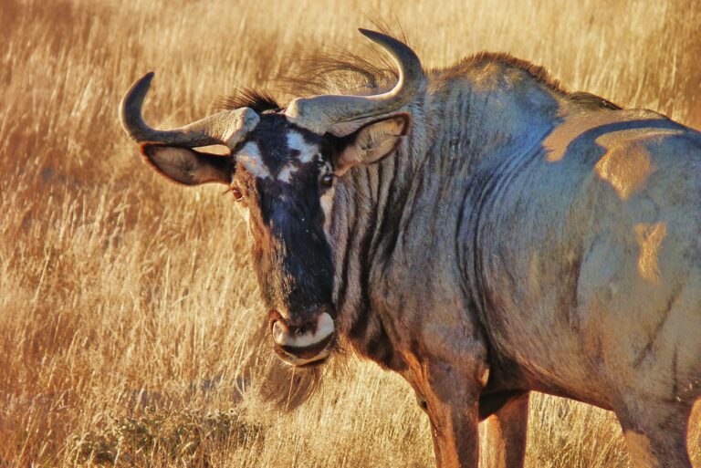 5 Interesting Facts About The Great Migration