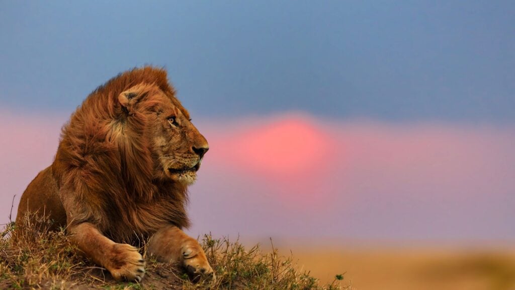 Naboisho Conservancy | Maasai Mara