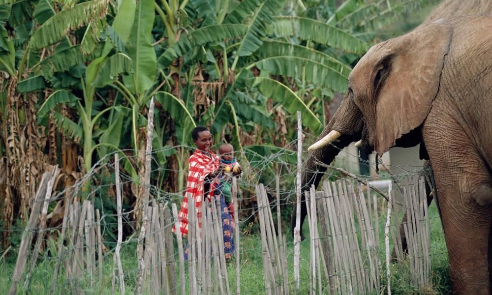 World Rangers Day 2022: Get to Know Your Rangers
