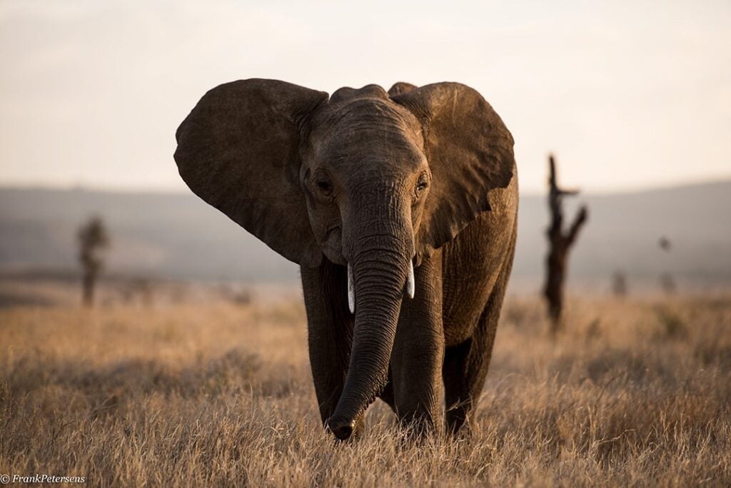 Lewa Wildlife Conservancy | Meru