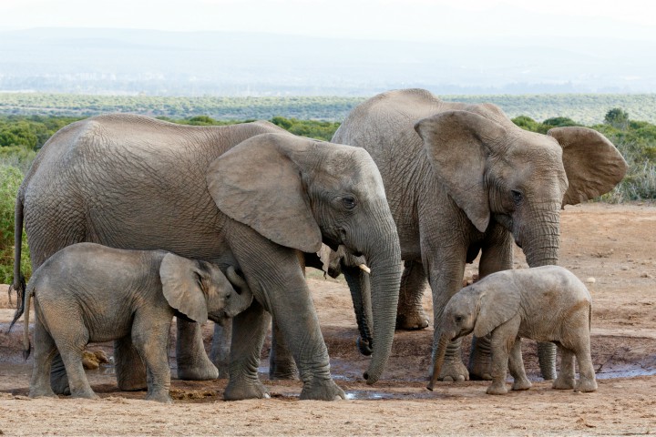 African bush elephant