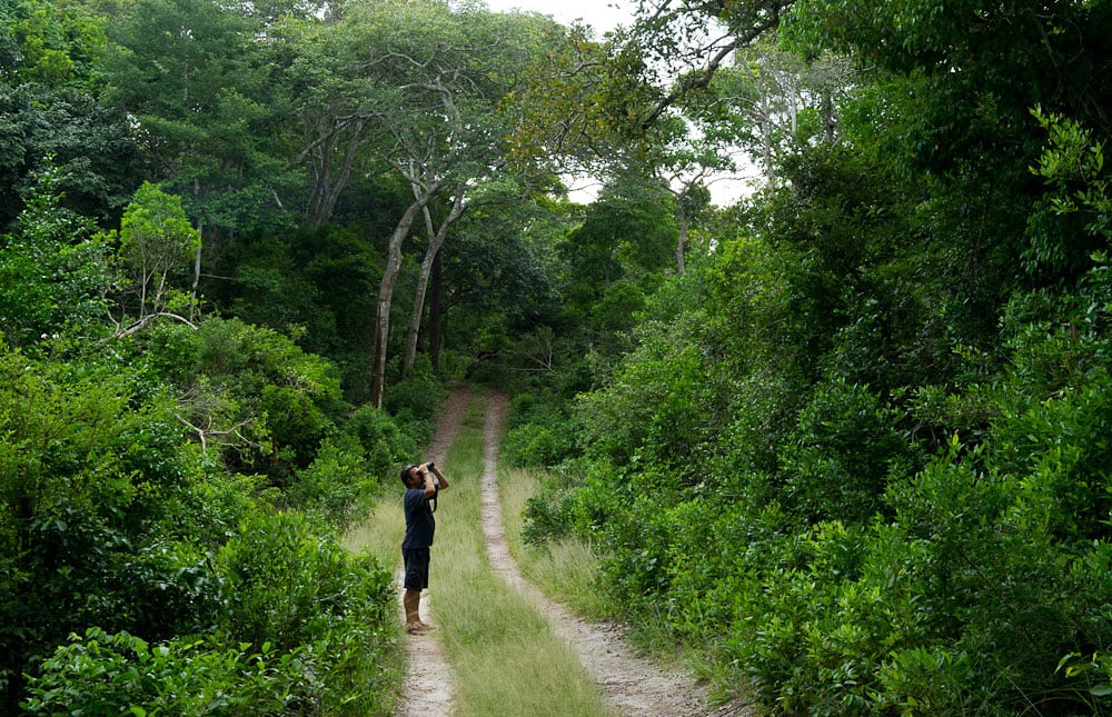 Coastal Forest Adventure: Nature exploration, biodiverse ecosystems, coastal wilderness, hiking trails, scenic beauty, outdoor adventure.