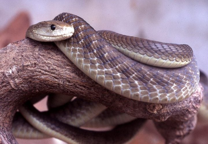 The Truth About Snakes