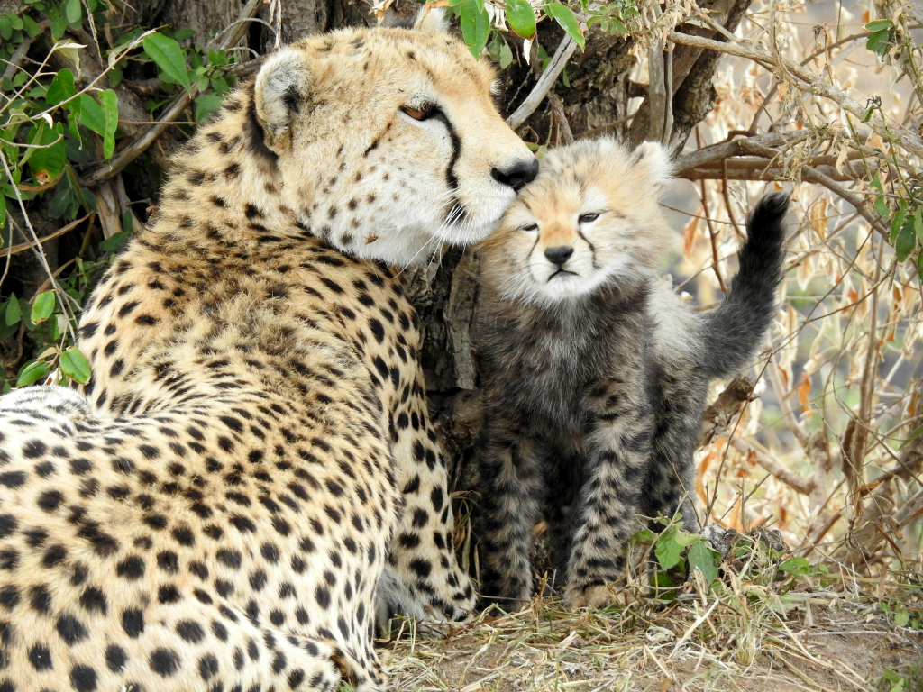 Cheetahs are born into