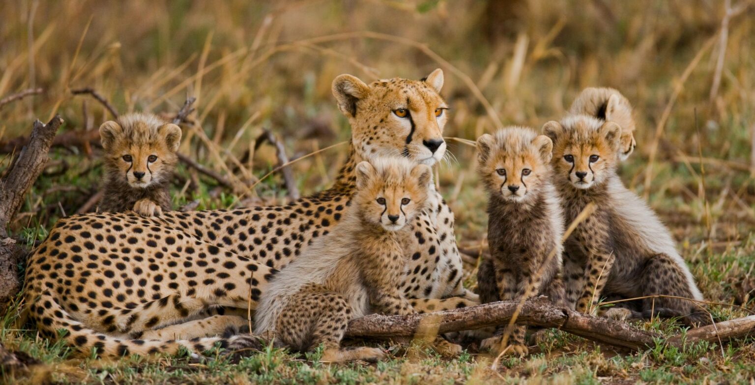 World Rangers Day 2022: Get to Know Your Rangers
