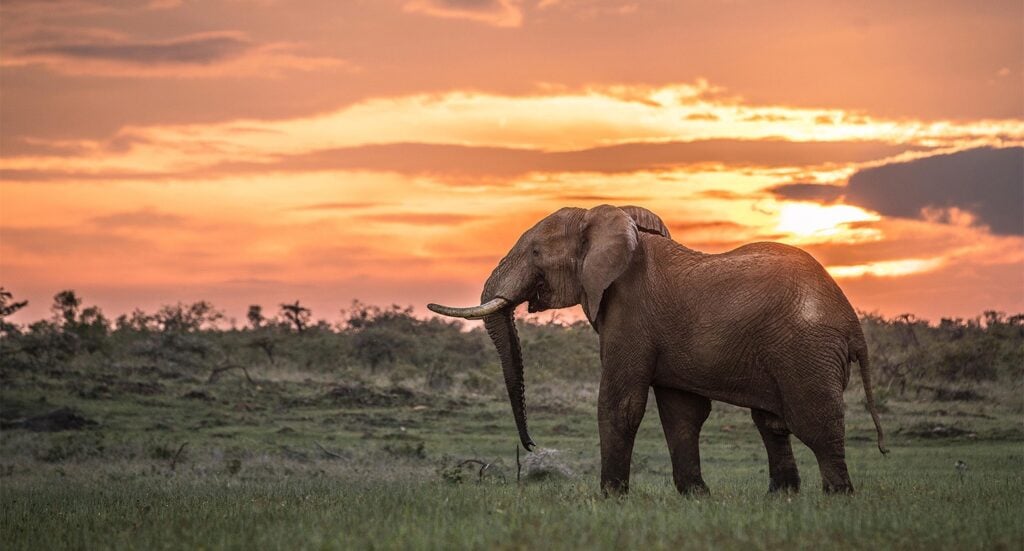 Mugie Conservancy | Laikipia