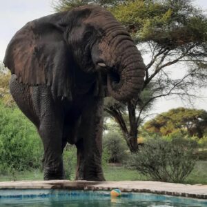 Elephant at camp