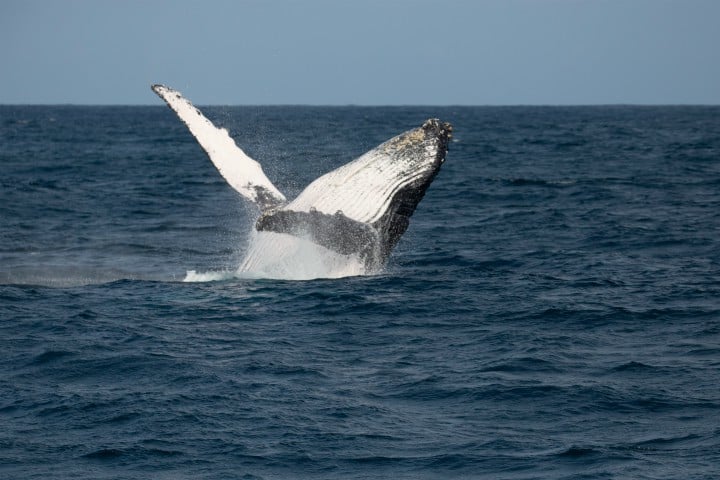 Finding Humpback Whales