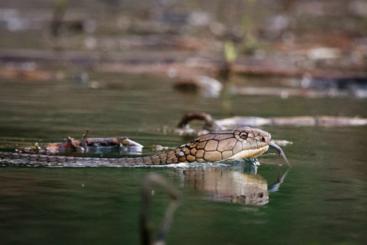 King-Cobra-in-water