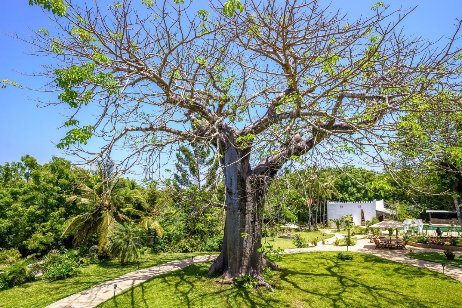 Under The Baobab