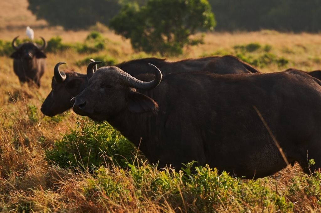 wildebeest migration