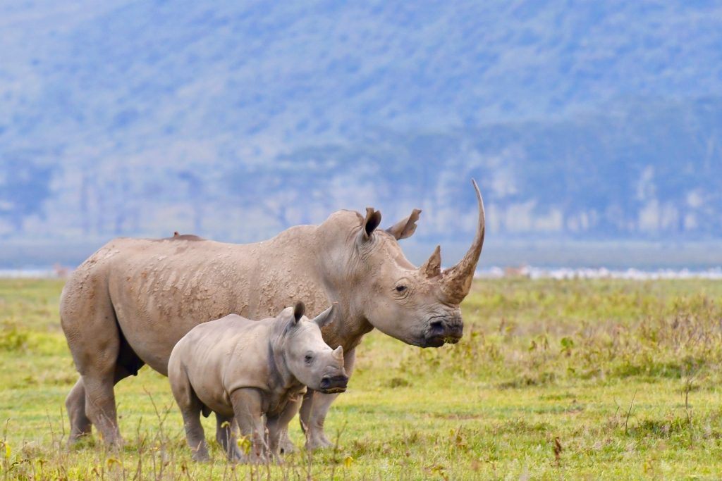 Lake Nakuru National Park