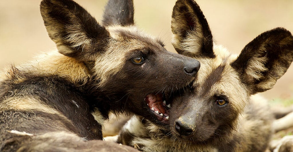 Naboisho Conservancy | Maasai Mara