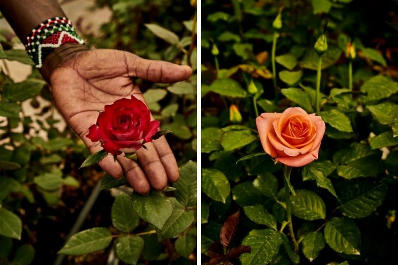 Naivasha Flower Farm Visits