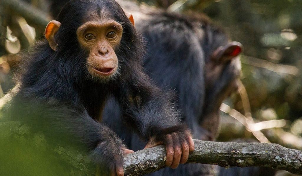 animals rescued from the black market.