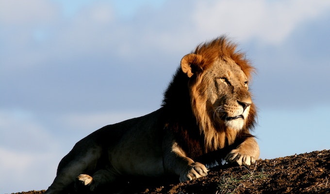 Ol Jogi Wildlife Conservancy