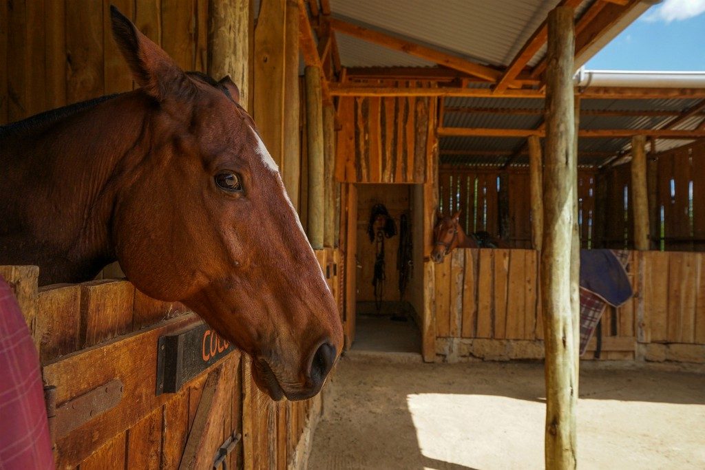 horses