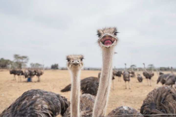 MAASAI OSTRICH FARM