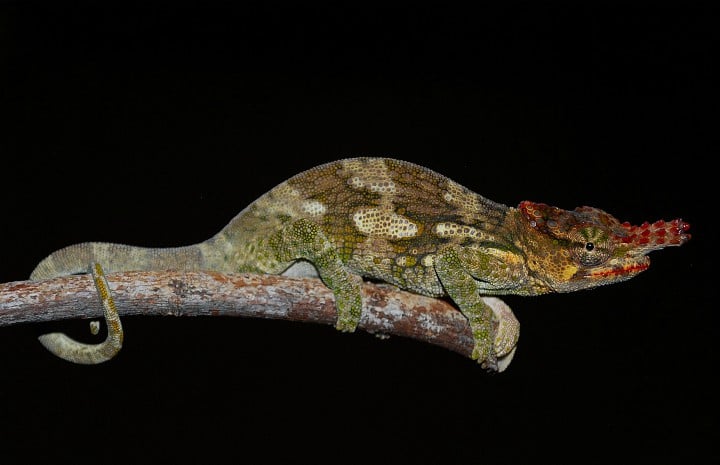 What’s the best place to go looking for snakes in Kenya?