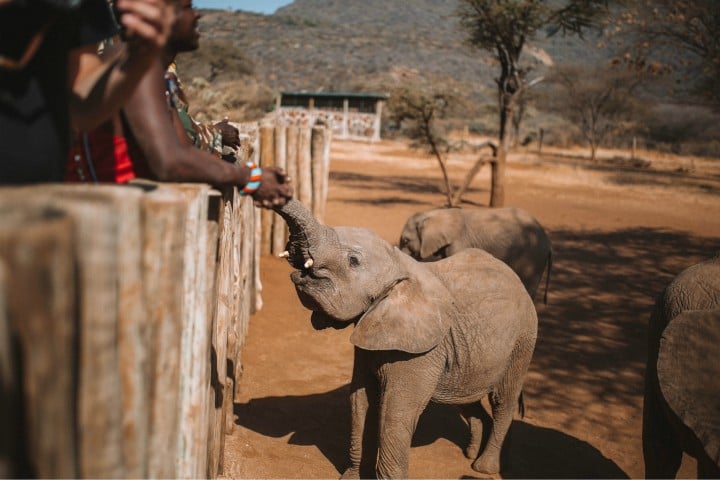 Rescuing Orphaned Elephants in Samburu