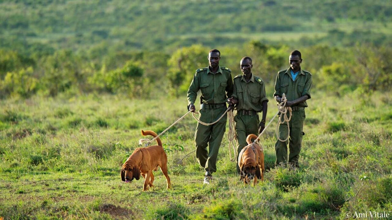 World Rangers Day 2022: Get to Know Your Rangers