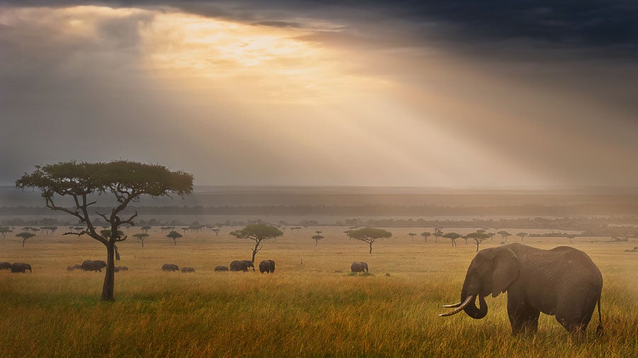 Evening drive with elephant views