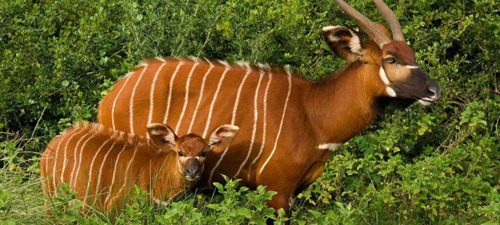 mountain bongo if you’re lucky!