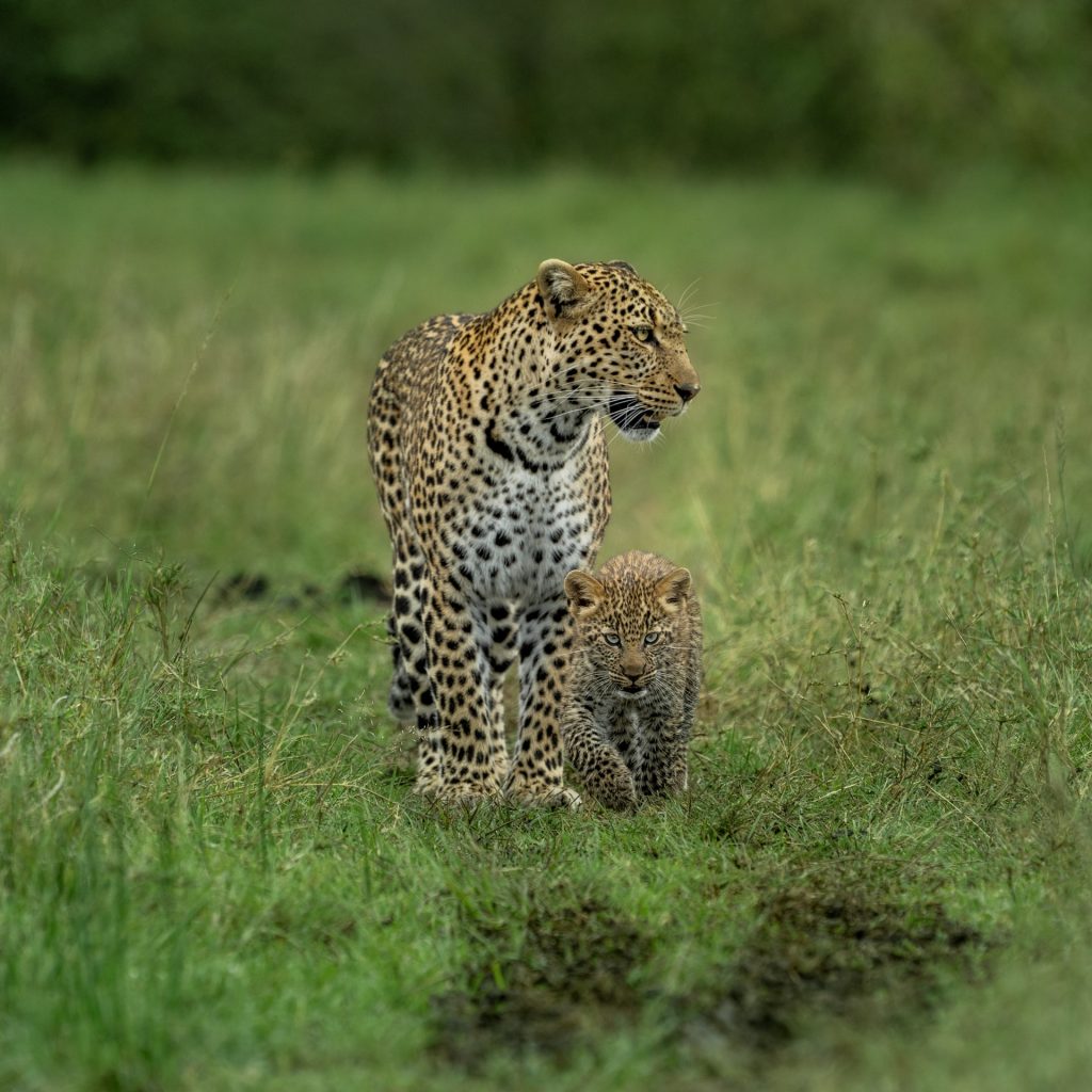 Cheetah with a young cub