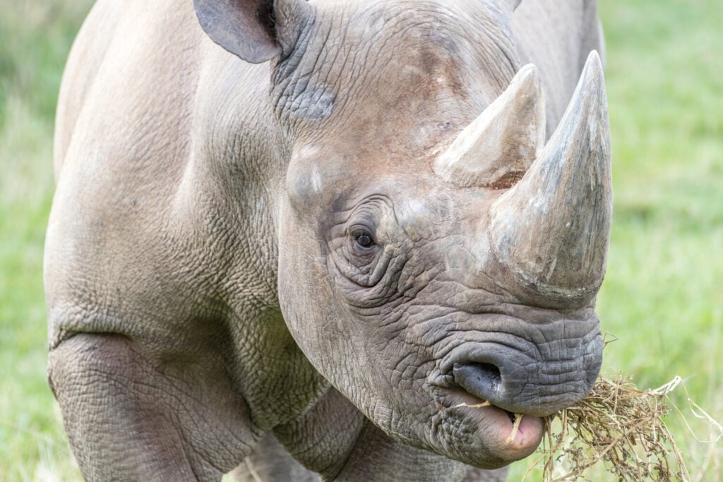 World Rhino Day 2022: 5 Interesting Rhino Facts