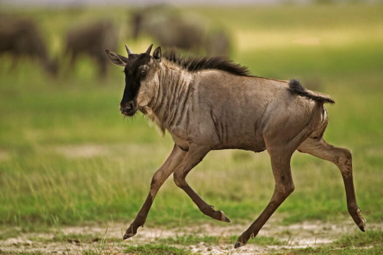 5 Interesting Facts About The Great Migration