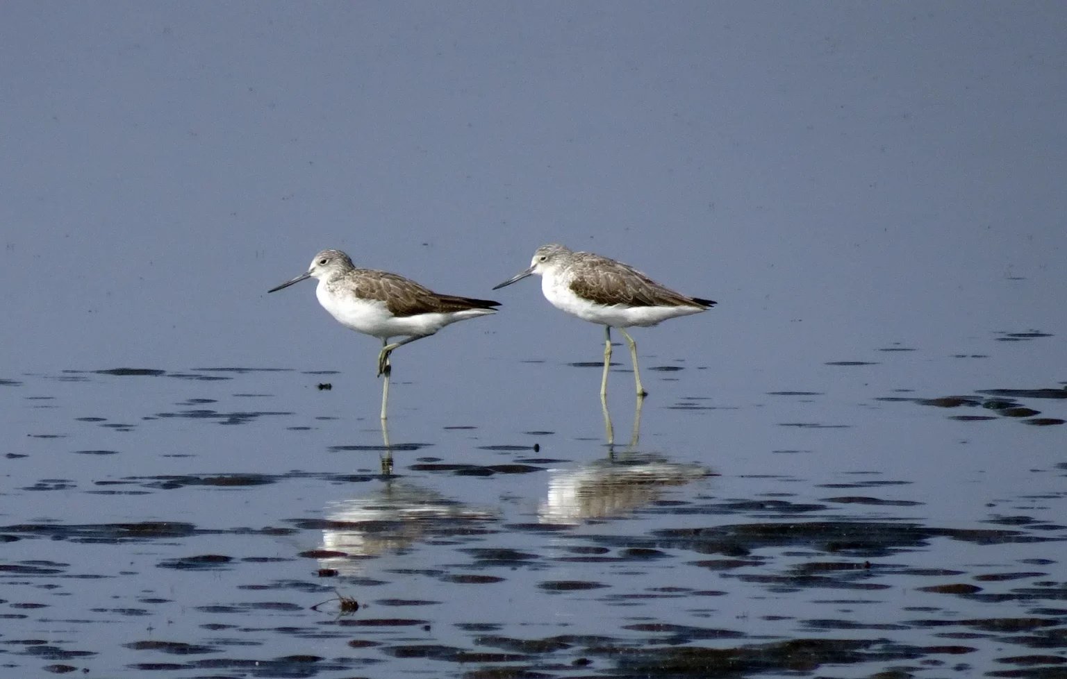 Fantastic Birds & Where to Find Them: World Migratory Bird Day 2022