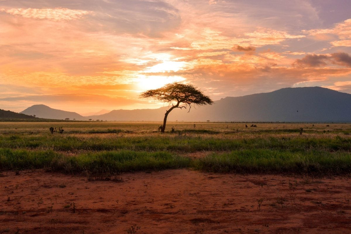 Fantastic Birds & Where to Find Them: World Migratory Bird Day 2022
