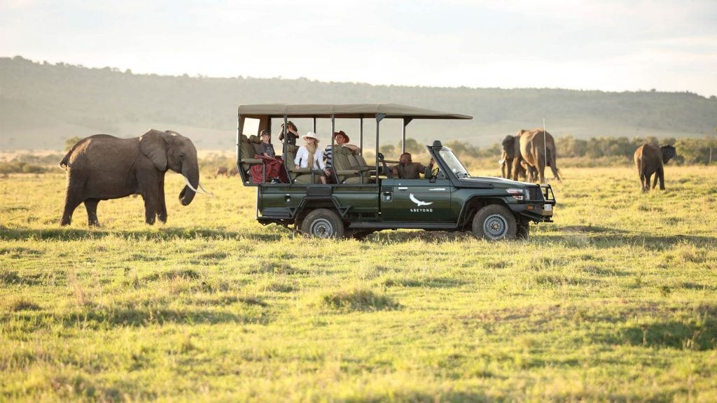 Elephant on a game drive