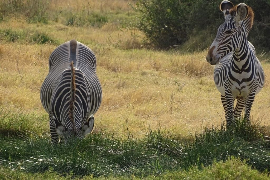 The Zebras Being Protected by a History of Culture