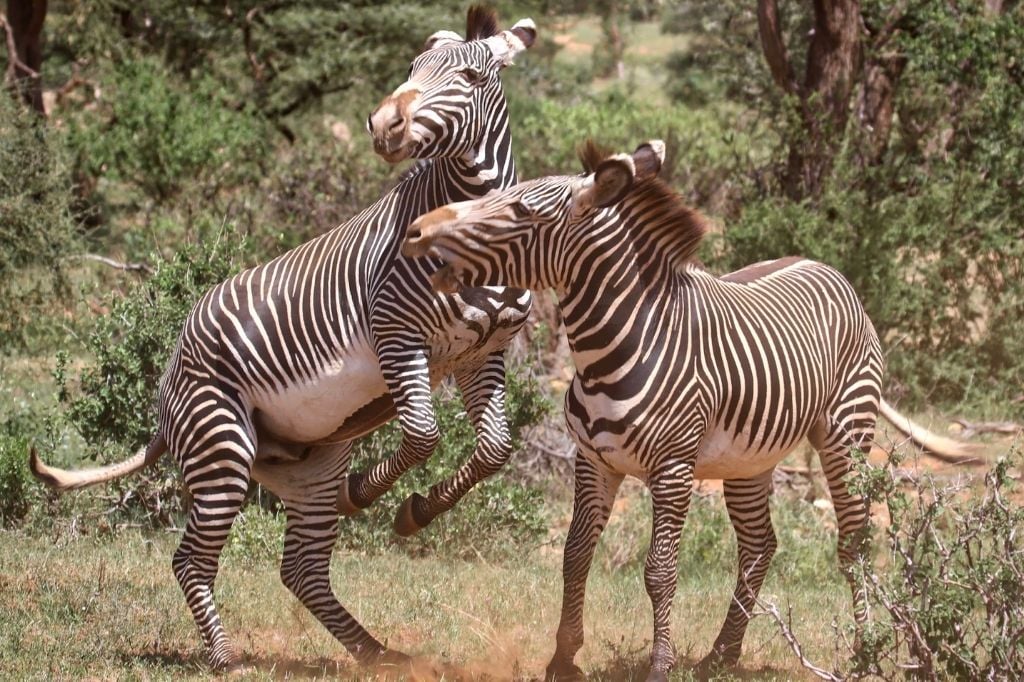 The Zebras Being Protected by a History of Culture: Conservation Efforts, Cultural Heritage, Wildlife Preservation, Zebra Conservation.