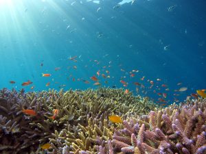 Scuba diving in Diani