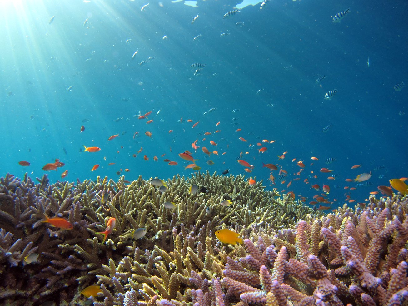 Capturing the Underworld: Underwater photography, marine life, ocean exploration, diving adventures, aquatic wonders, underwater landscapes.