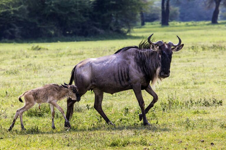 5 Interesting Facts About The Great Migration