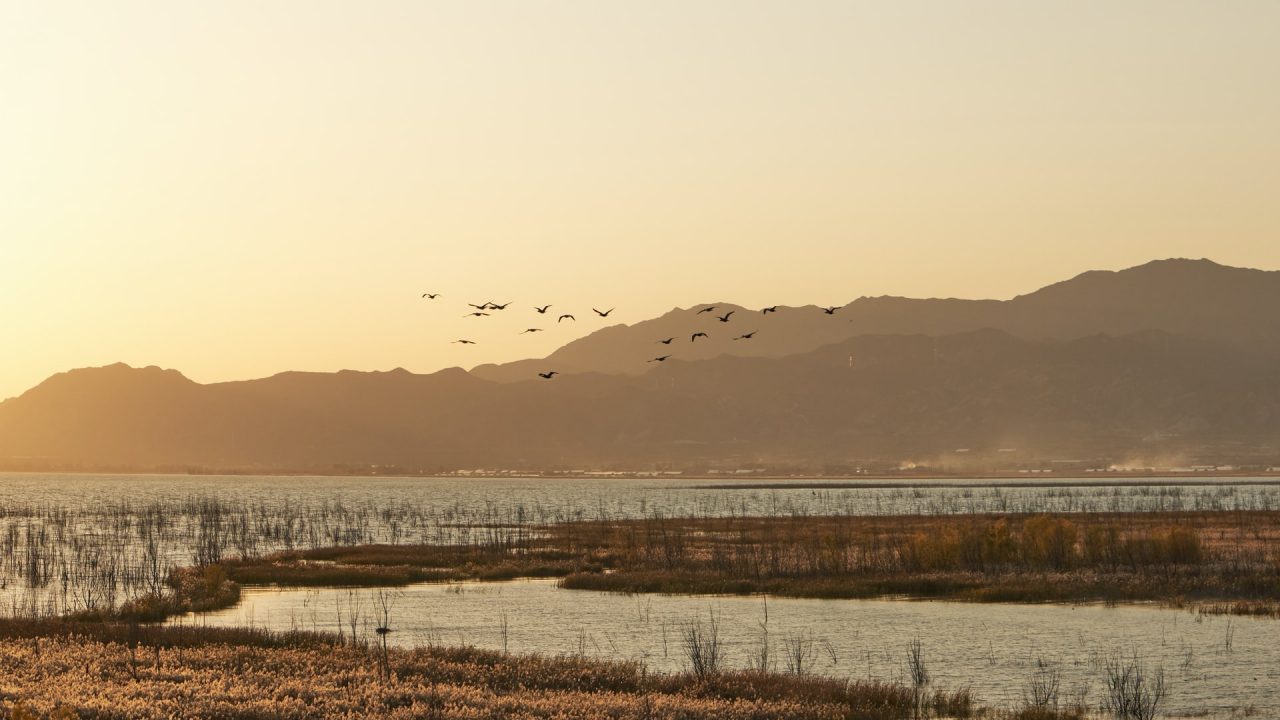 Explore fantastic birds and where to find them on World Migratory Bird Day with Nomad Africa. Discover birdwatching, conservation, and biodiversity.