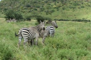 Memorable bush breakfast in Nakuru