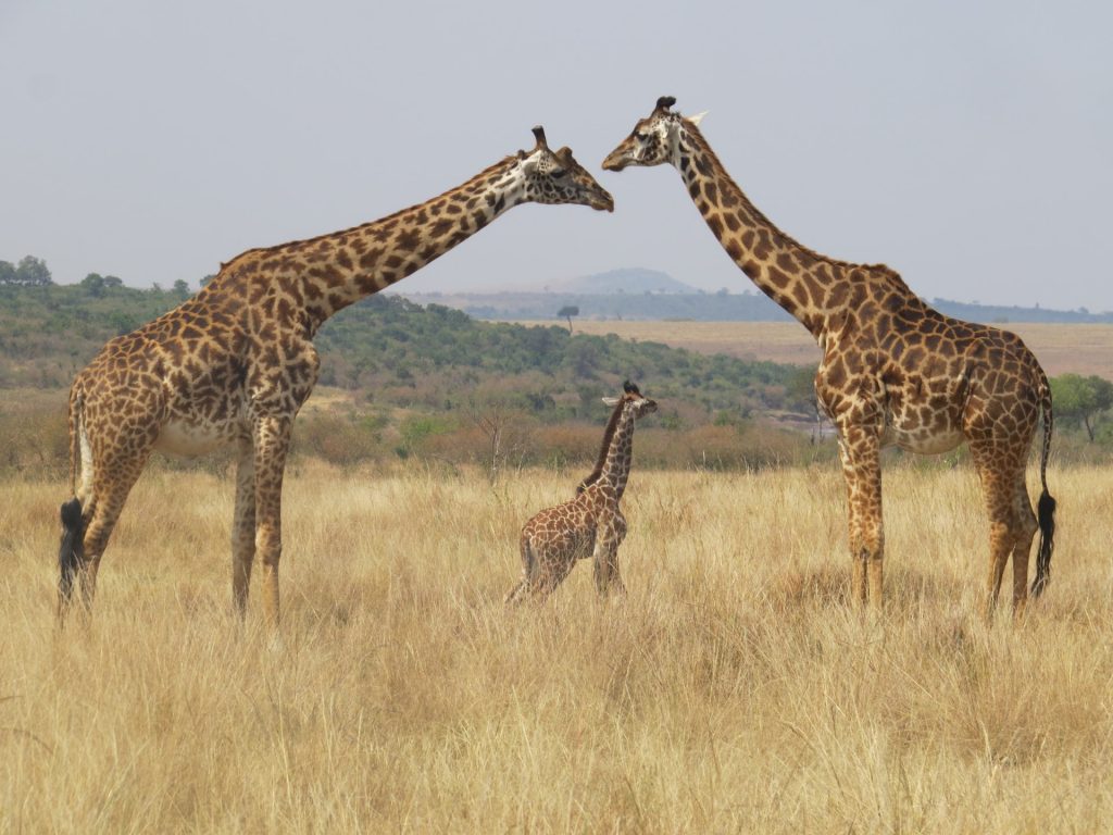 3. It’s Better for The Animals