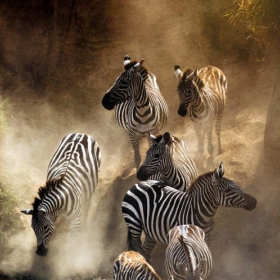 migration
