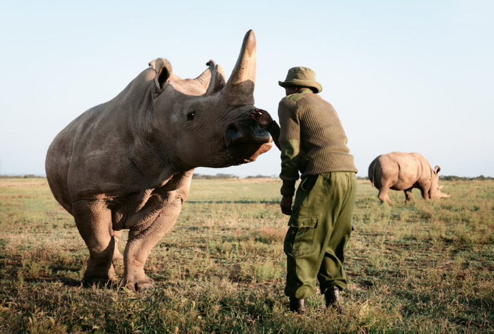 World Rangers Day 2022: Get to Know Your Rangers