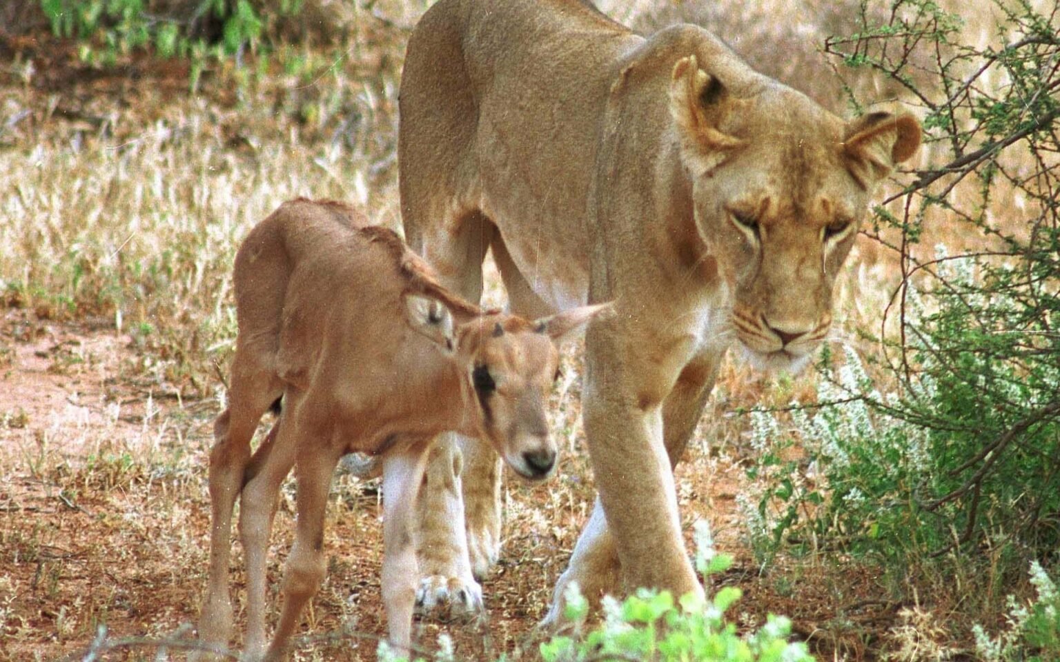 Little Unknowns in Kenya’s Great North