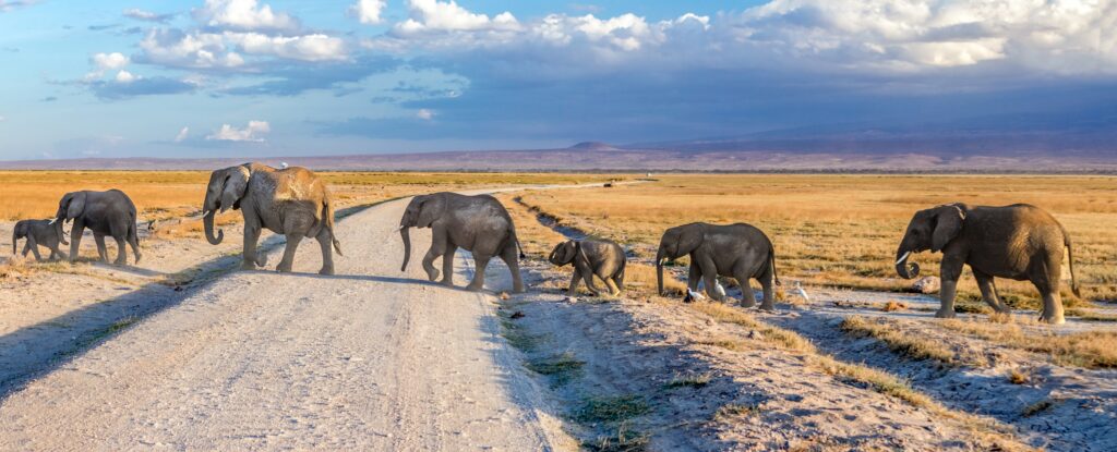 Amboseli