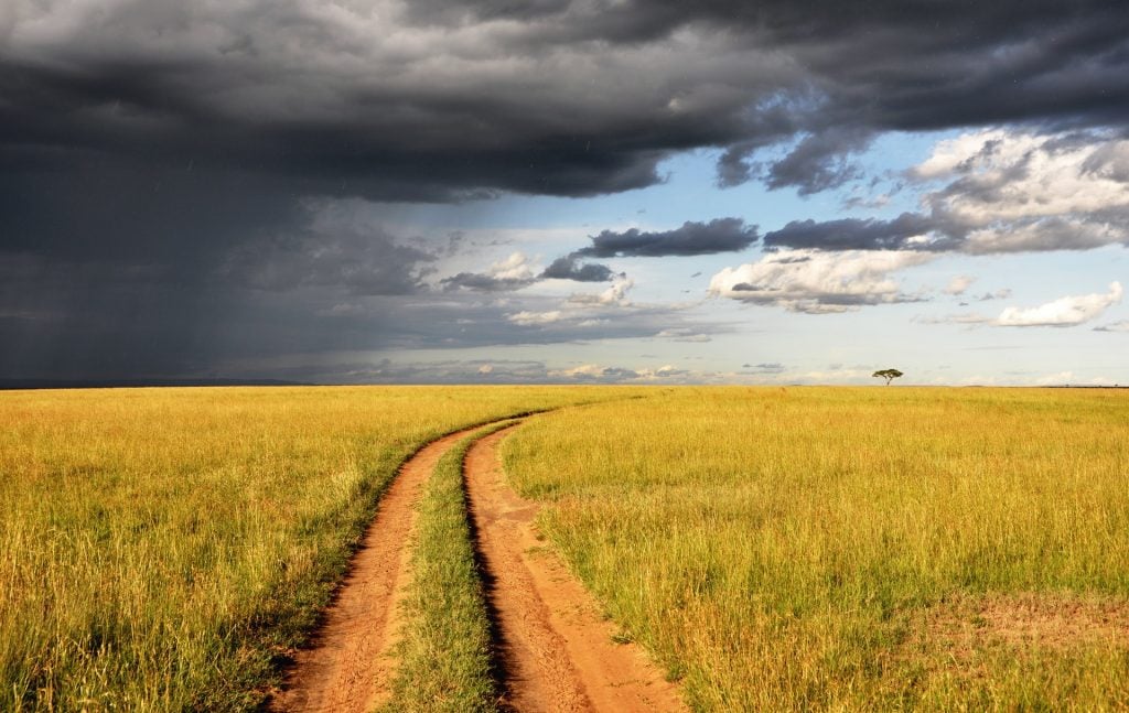 Zebra in the savannah