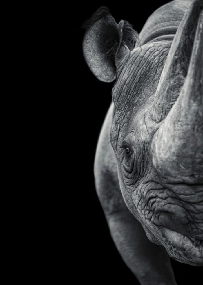 Interview with Esmond Bradley Martin: Anti-poaching strategies, wildlife conservation, ivory trade, endangered species, wildlife protection.