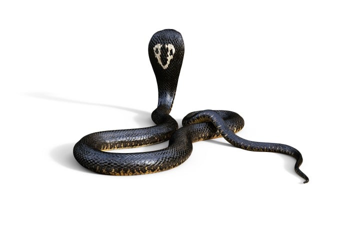 snake-on-a-prowl